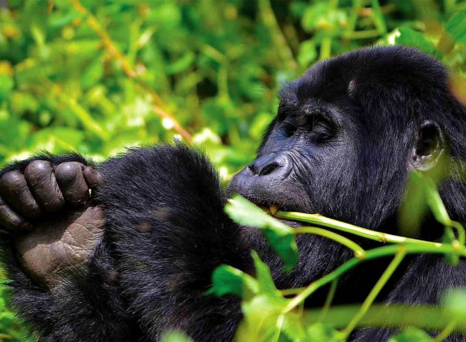 Best Safaris in Uganda, Rwanda, Kenya