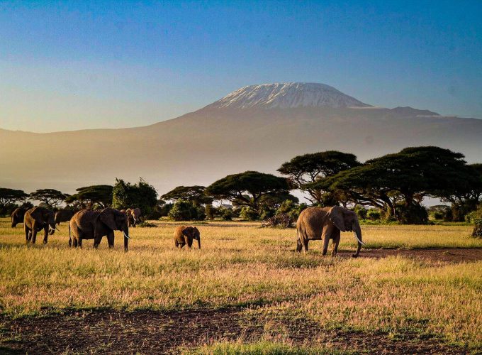 Best Safaris in Uganda, Rwanda, Kenya
