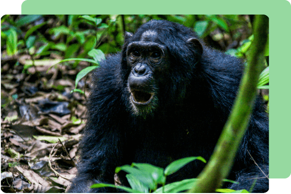 chimps-kibale-uganda