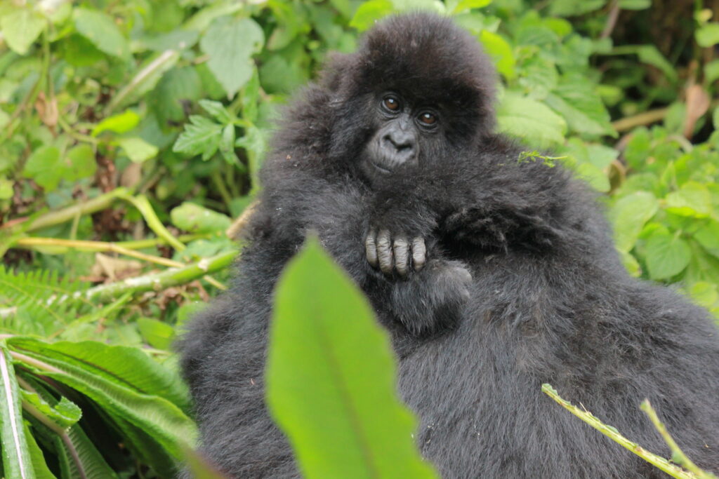 Imbaduko named gorilla