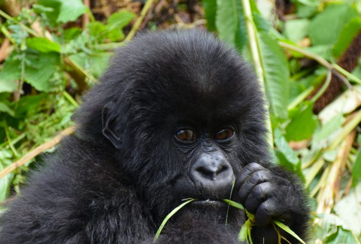 Baby gorilla in Virunga Ranges