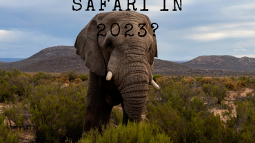 Elephant seen while on Safari