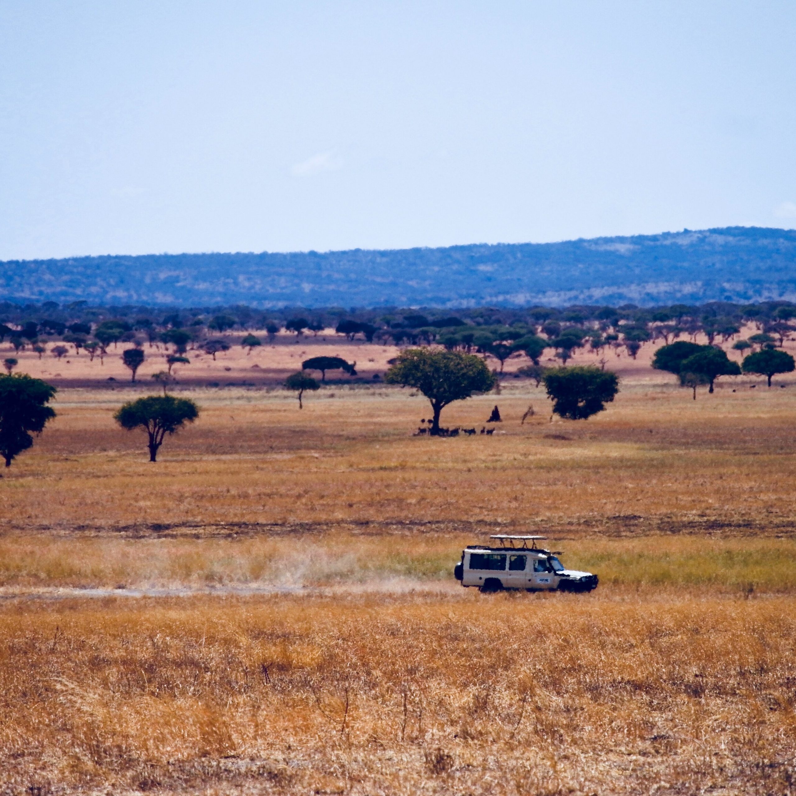 Safari Jeep in National Park