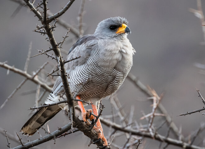 birding