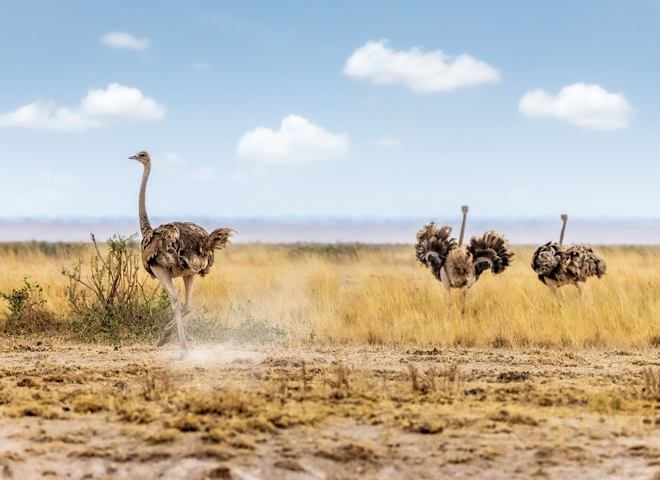 birds-amboseli