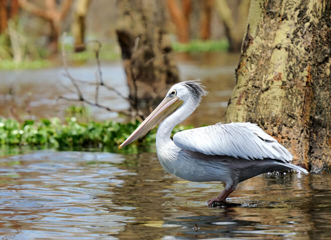 birds-nakuru