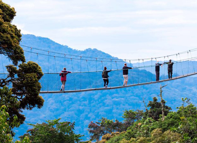 canopy-walk