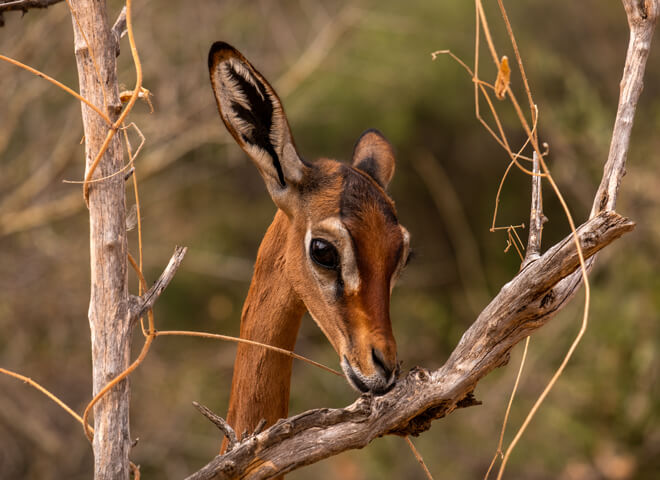 deer