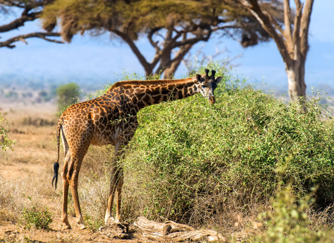 giraffe-nakuru (1)