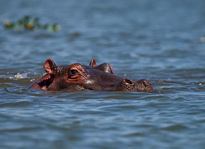 hippo