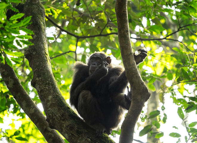 kibale-1 (1)