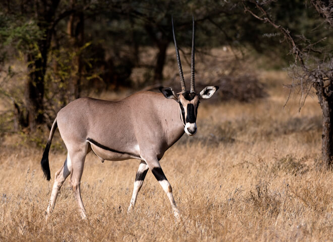 oryx
