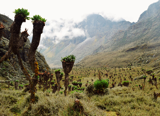 rwenzori-3 (1)