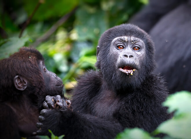 virunga-1 (1)