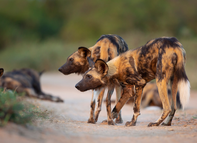 wild-dogs