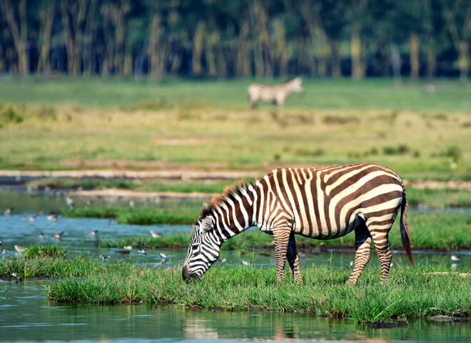 wildlife-nakuru