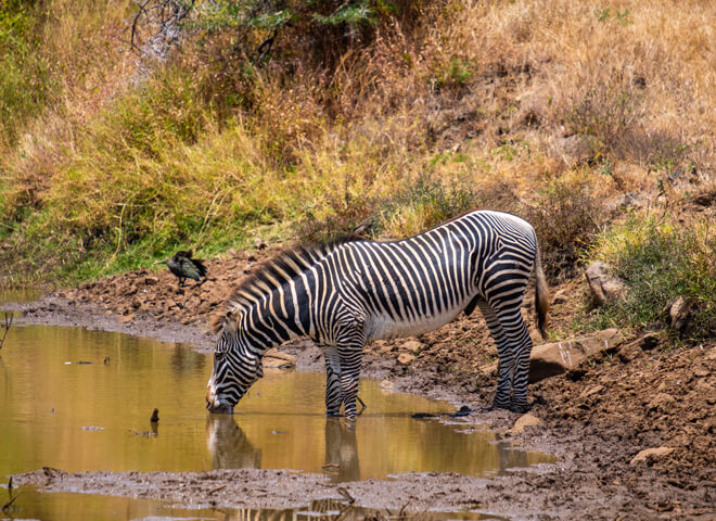 zebra