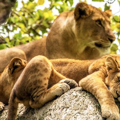 queen-elizabeth-park (1)