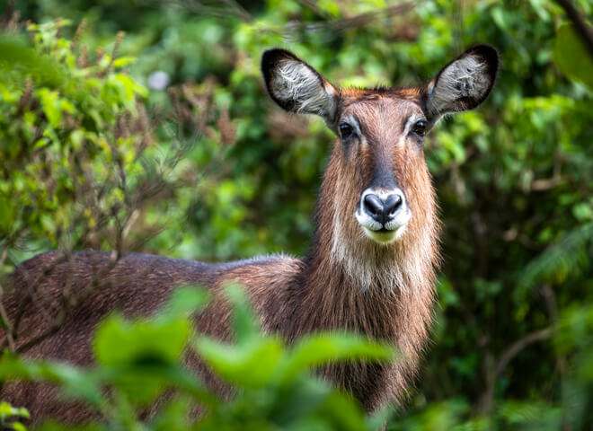 nakuru-wildlife