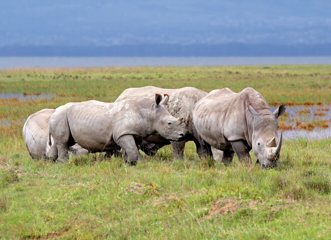 rhinos-nakuru