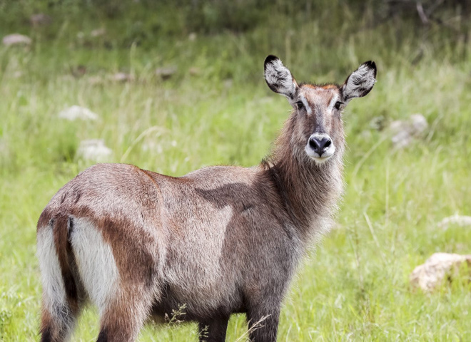 waterbuck