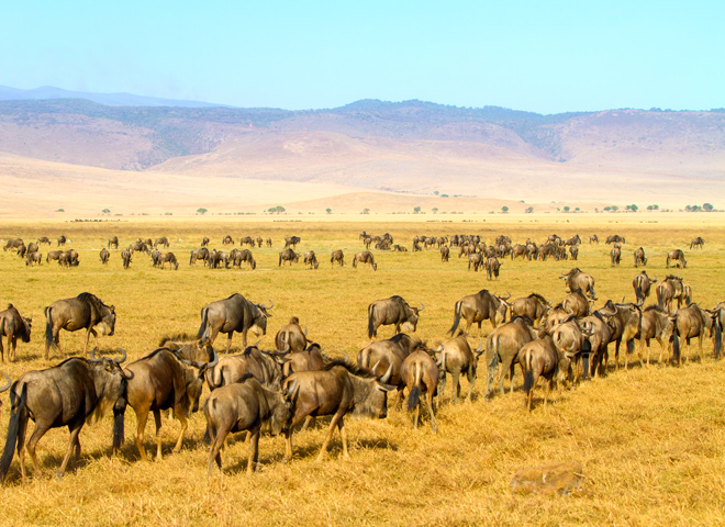 wildebeests-ngorongoro